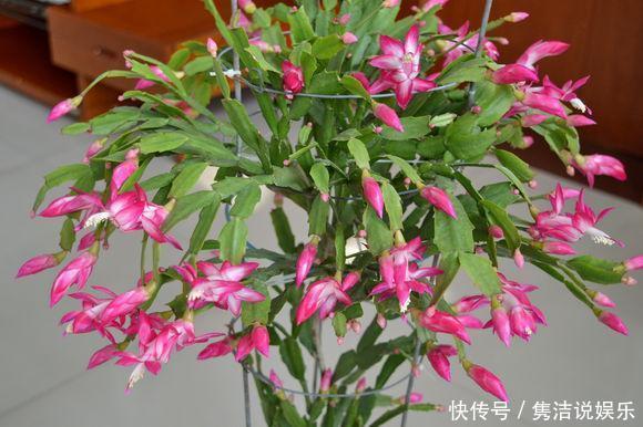 “1种液体”经常见,用来养花比啤酒水、黄豆水都好,养啥花都旺