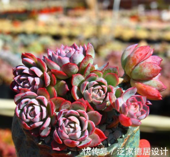 长势|9月养盆多肉紫罗兰女王,容易群生颜色美,淋雨后仙气十足