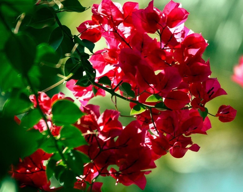 此花,越晒越“旺”,轻松开成“小瀑布”,花开四季又好养,必养