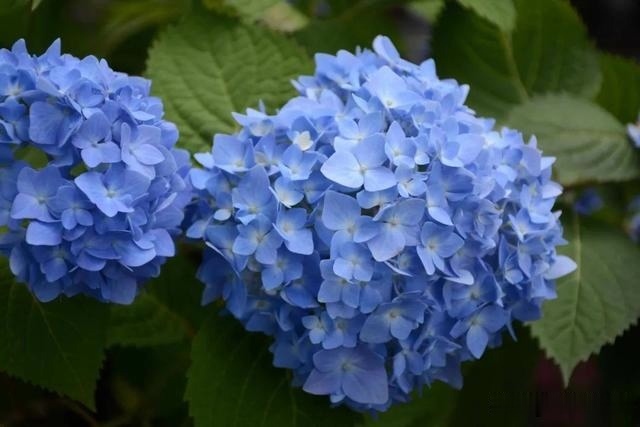 圆滚滚的绣球,瀑布般的花墙,这届花友也太会种花了吧