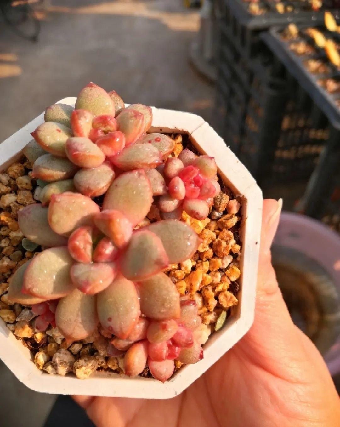 梦露|多肉中的“混血宝宝”，你家有吗？