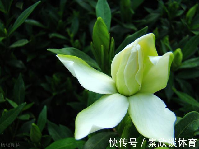 年宵花|如果不是万不得已,这3种花年后再买,省钱又好养