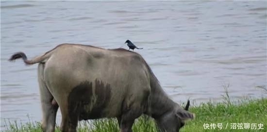 震撼|放牛却发现一个“铁砣砣”,专家花7年时间研究,结果震撼考古界