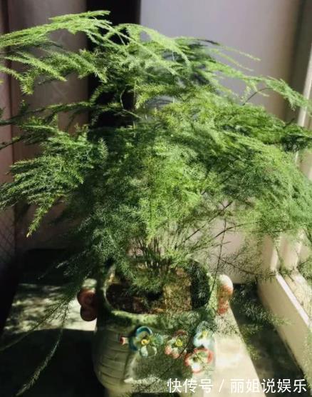 11月养文竹,经常做这“三件事”,安全过冬,猛长新芽和笋芽