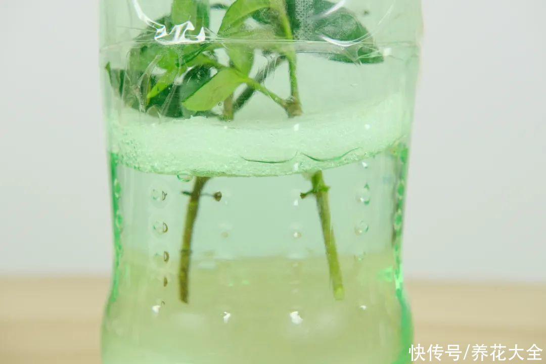 11种常见花，现在扦插，成活率特高