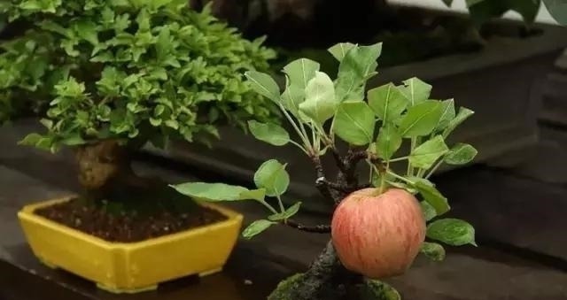 世界上又一奢侈品《盆栽》一盆就是一座房子！