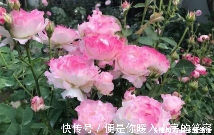 4种花一开就是大半年,沾土就活,懒人新手都能养好,美成花海!