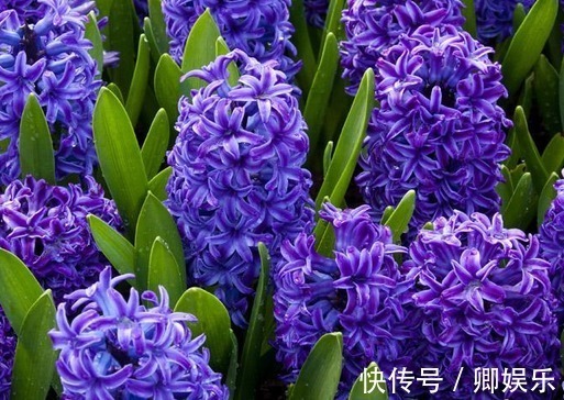 在家养花,不妨试试这些花草,自带香气开花美,还特别好养活