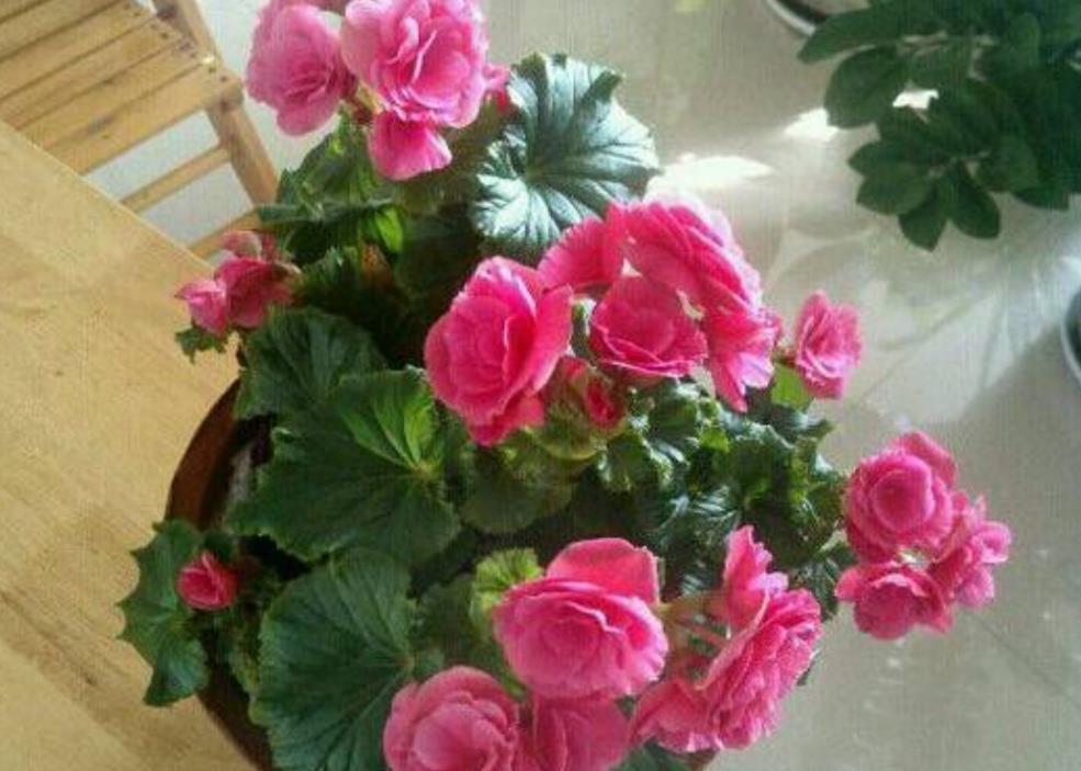 蟹爪兰|夏天5种花不要买,很难养活,费钱又费时间