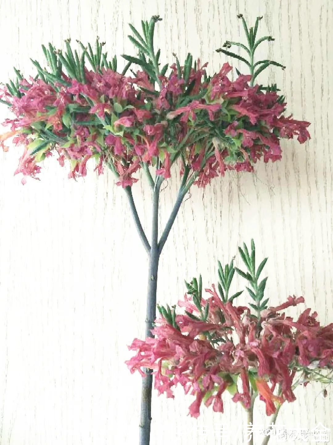 耐旱|10种“养不死”的花，绿萝只能排最后一名，养死3种以上的举手