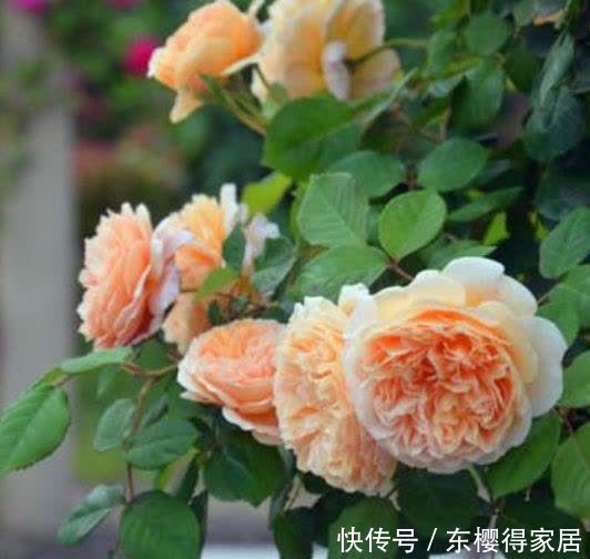 养花就养个花期长的，人养花，花也养人，空气清香去异味