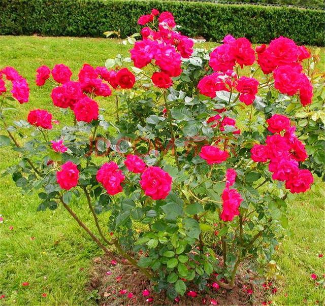 夏天养月季，掌握5个要点，轻松度夏告别病虫害，开花一茬接一茬