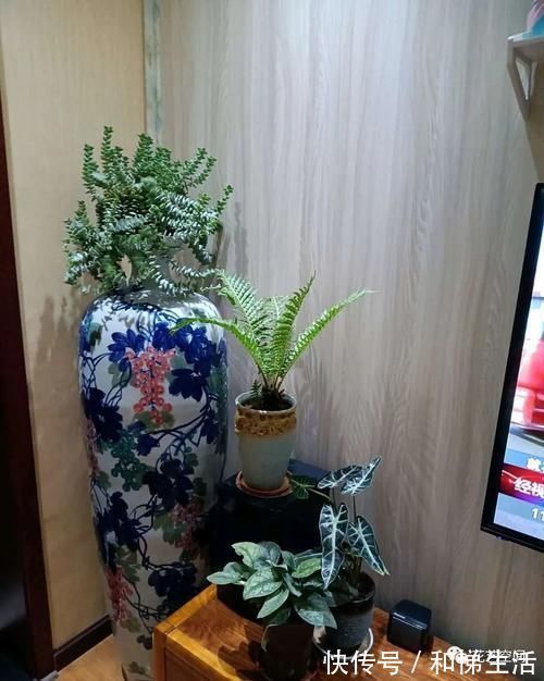 孔雀竹芋|不开花,全是叶子的盆栽,也能这么美,家里赶紧放几盆吧!