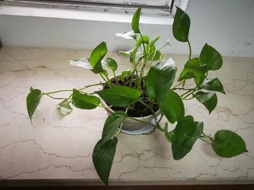 吊兰|卫生间适合养“4种花”,不仅耐旱、易养活,还可除菌、净化废气