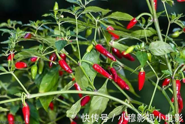 血壓|高血壓群體請留步，除了低鹽飲食，這幾種素食建議少食用