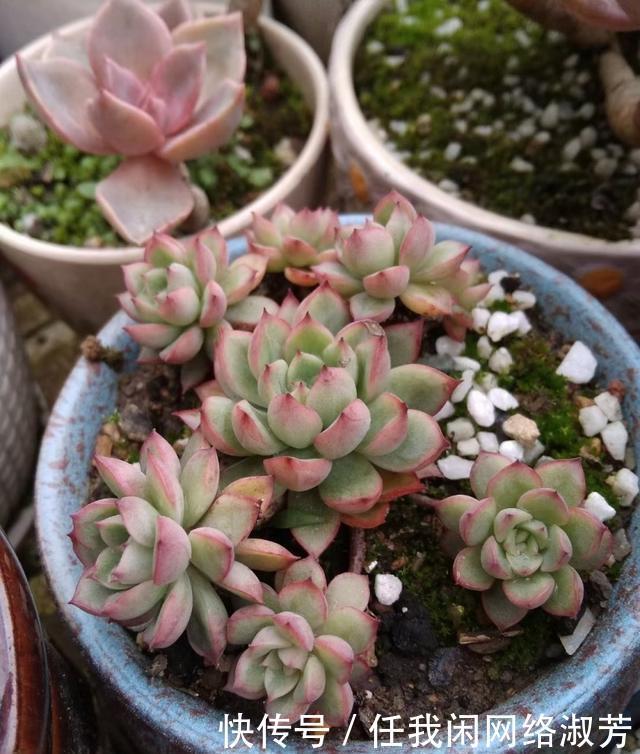 养多肉,不讲究,风风雨雨,依然安好