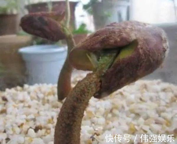 3种“吃不起”的东西,捡“1颗”种子扔盆里,长成小树,结果能吃