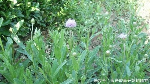 农村一种扎手的野草是天然“创可贴”，农民有点外伤就用它治疗