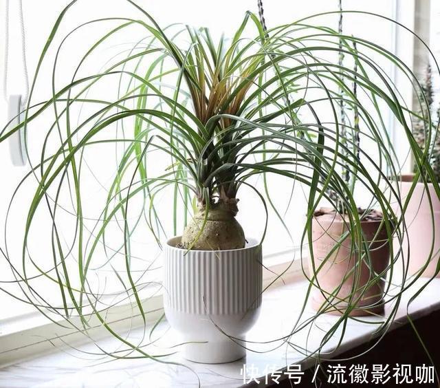 腐殖质|8种“丑花”，个个都有好兆头，家里养几盆，镇宅吉祥，越养越爱