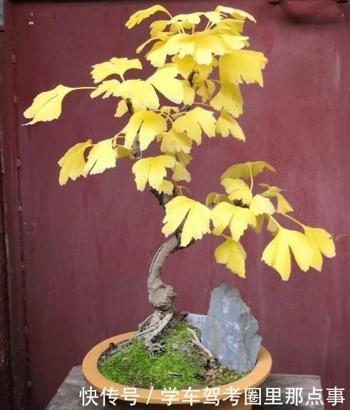 能活几十年的花,家里养一盆,还能作传家宝!