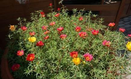 夏天别怕6种花“中暑”,越晒越漂亮,不怕晒不怕冻,漂亮又好养