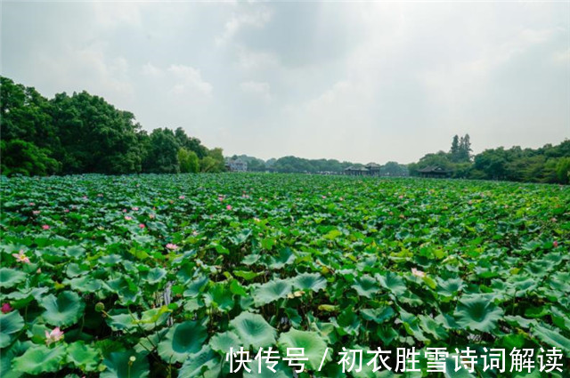 贺知章|壮美荷塘五首：万柄荷花红绕路，红白芙渠千万朵