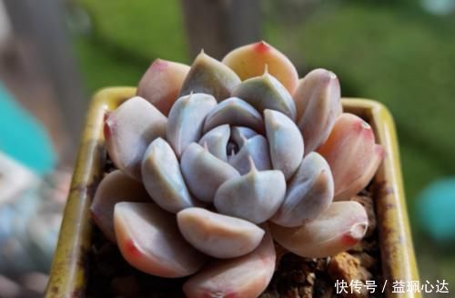 雪兔|多肉粉蓝鸟和雪兔都非常的好养，那么哪个品种更适合阳台养护呢？