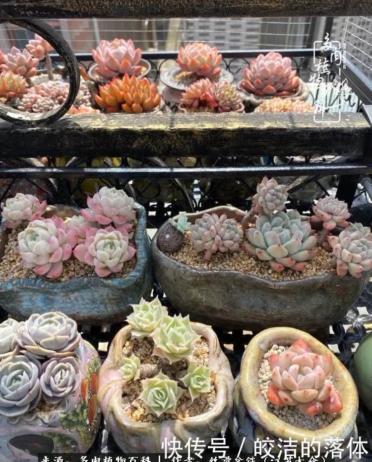 阳光露台多肉,天时地利人和!美肉知时节,当春乃发生!