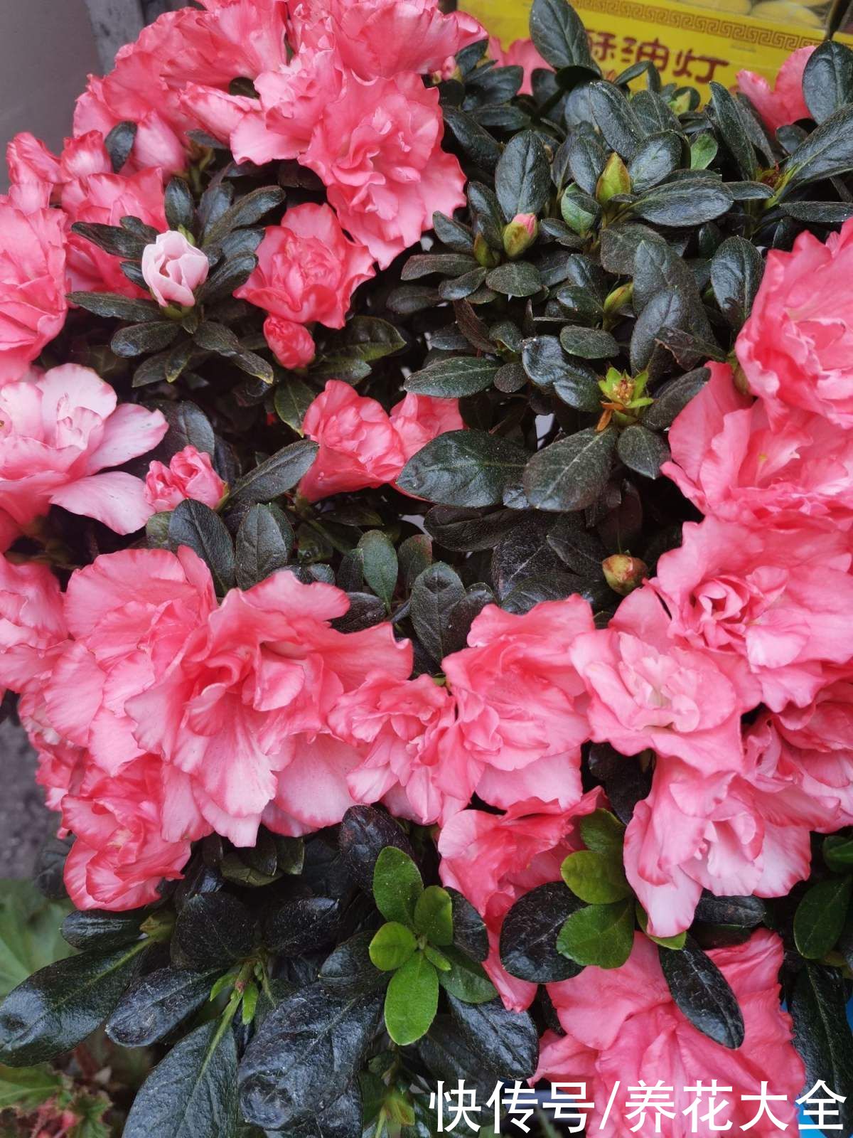 山茶花|古人说的盆花五姊妹,一个比一个漂亮,放在居室真美观