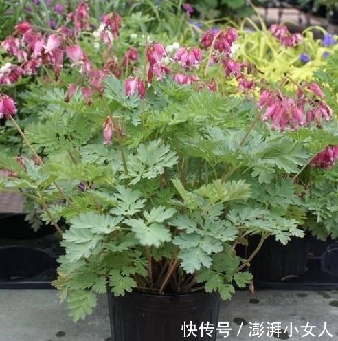 不是牡丹胜过牡丹,花型奇特,玲珑可爱,值得拥有