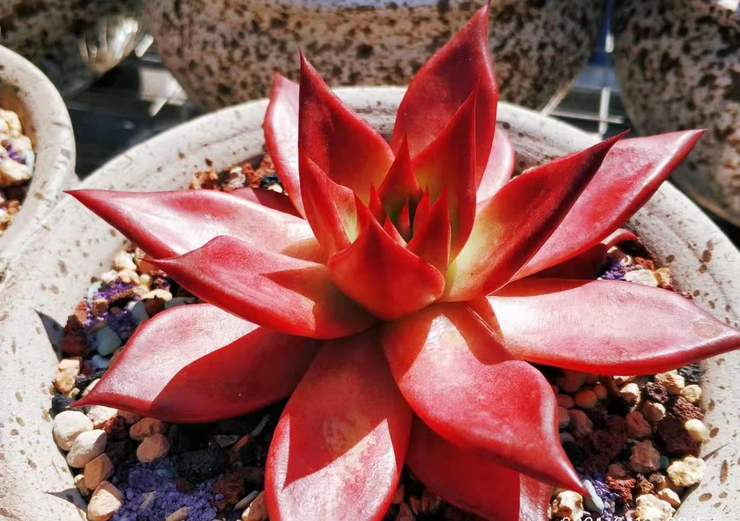 肉友|叶片四季皆红的多肉罗宾,不管你说它好不好养,反正我是觉得好养