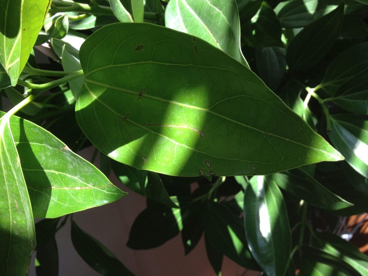 噌噌|这花就要穷养,花盆越小长得就越好,叶片油亮,噌噌蹿到一米高