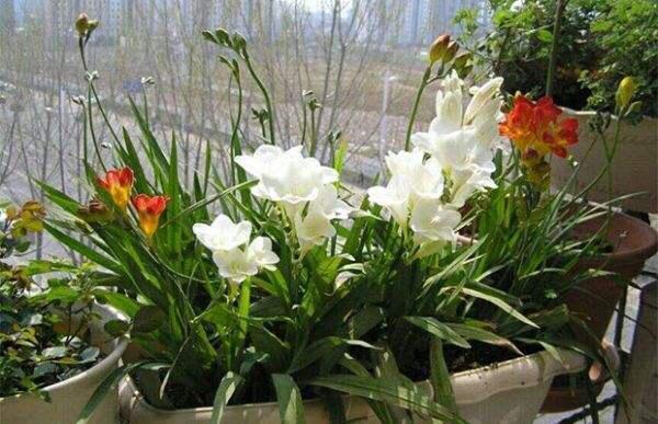 好养、好美的“4种花”，种下就活，连年开花，能养一辈子