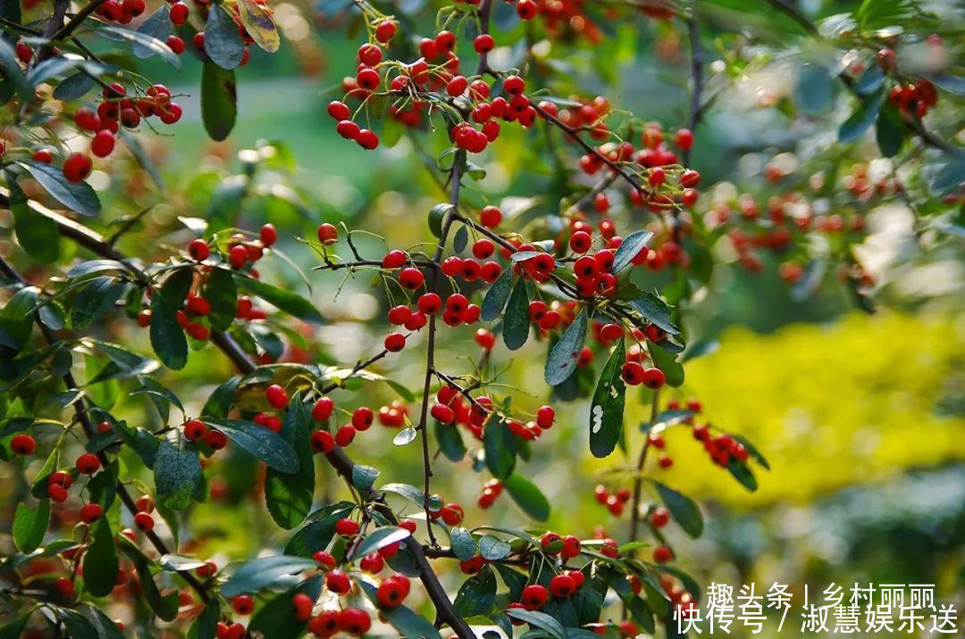 果实|山里的野果是农村童年最珍贵的零食,吃过的至少是90后