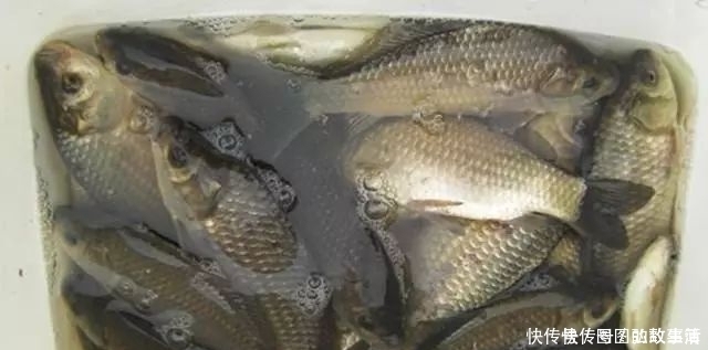 专攻|专攻大鲫鱼的2款特制饵料,上鱼速度真快其他统统靠边站