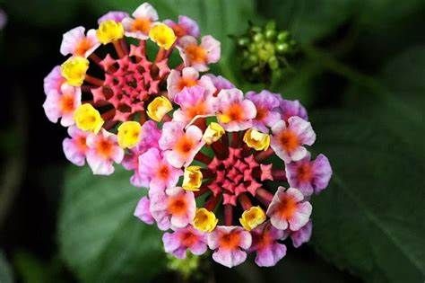 5种花，皮实好养，花朵又美又香