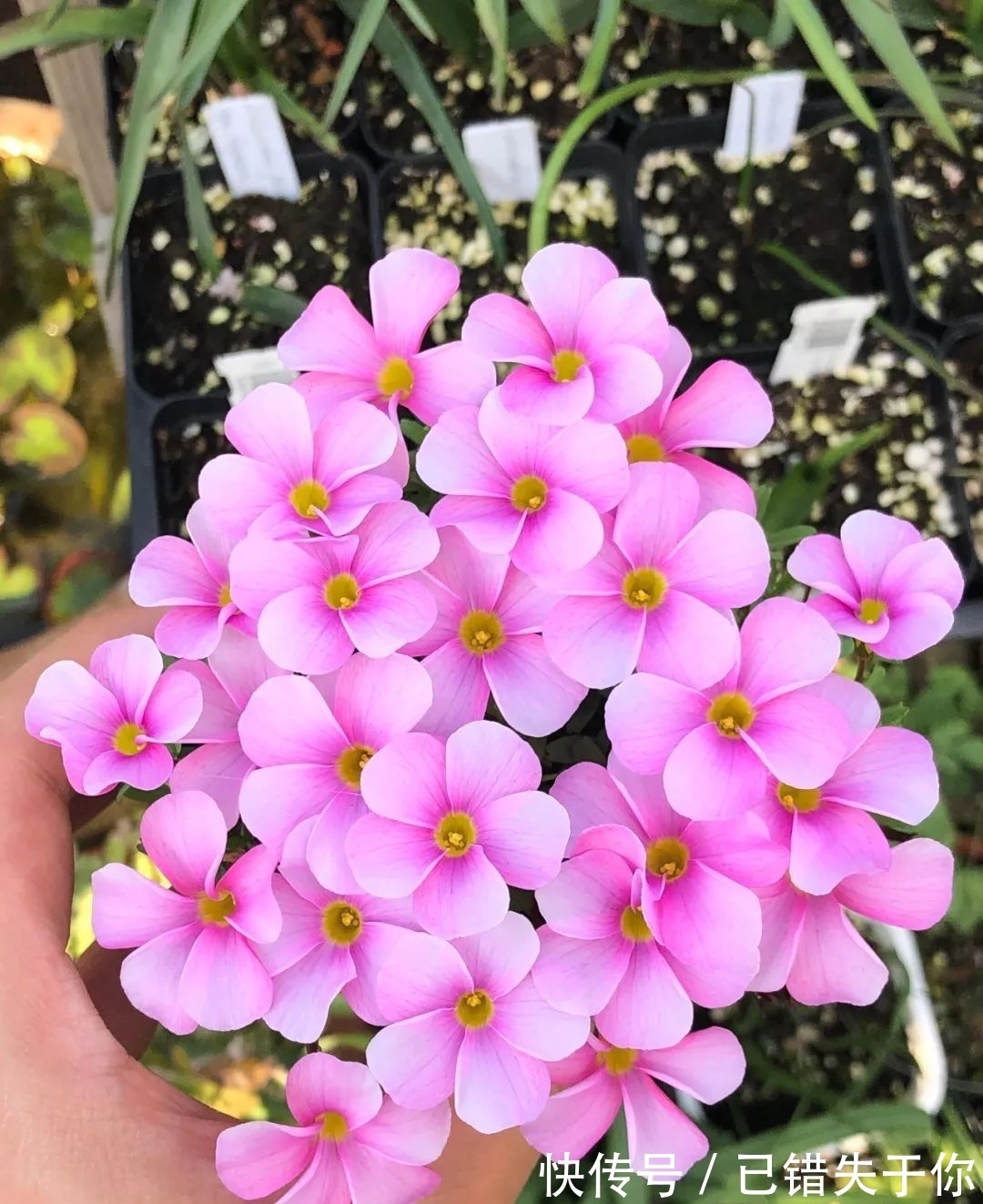 桃之辉|温度越低,颜色越深,可与桃花相较的光叶酢浆草你见过吗?