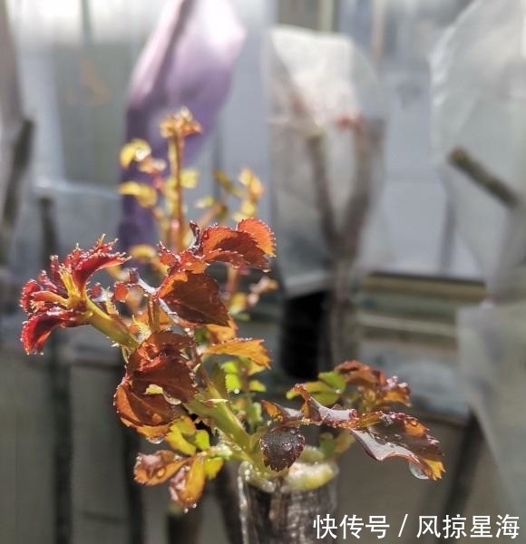 月季嫁接,用哪种砧木最好?嫁接要注意什么?这些技巧要了解