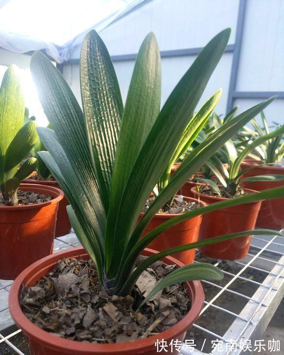 养君子兰，死记硬背5个要点，啥问题也没有，叶子油绿过年满花箭
