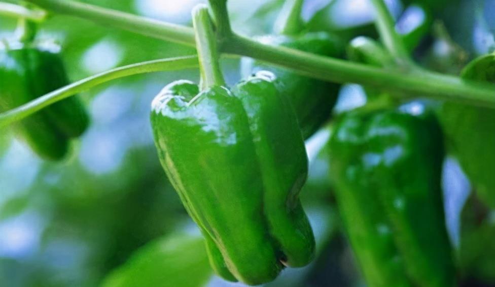 陈医师|女性不妨多吃3种食物,营养丰富、减肥瘦身,谁吃谁受益!