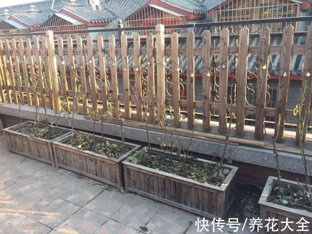 枝叶|7种花冬天会假死,叶子掉光不要扔,明年还能大爆花