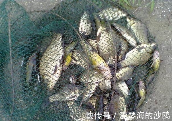 大马哈鱼|小伙在河中钓上一条大鱼高兴不已，拉倒岸上后所有人都吓蒙了！