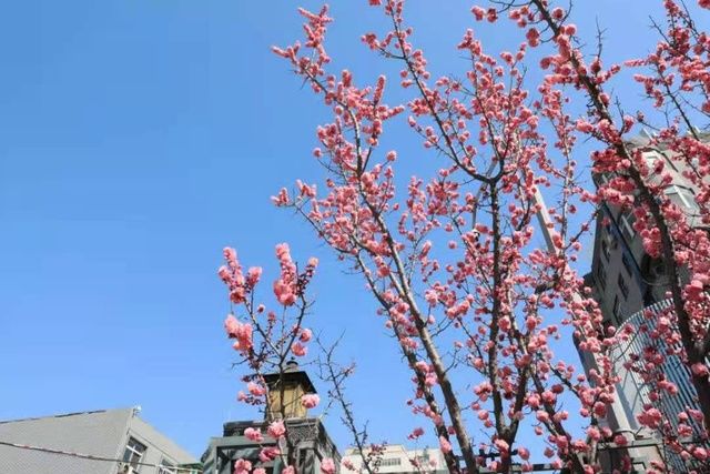 太原春天赏花地图来了！这些地方山桃花最美！惊艳朋友圈