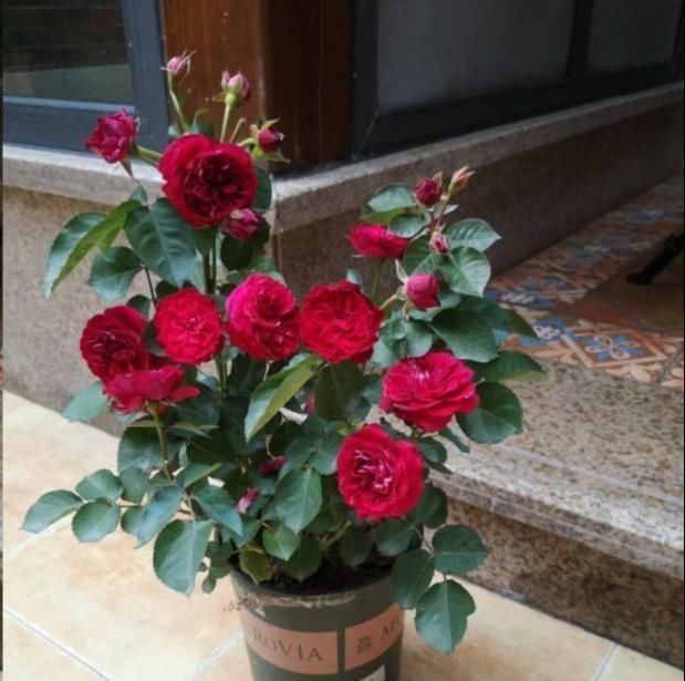 蓝妖|月季花移栽换盆，2个细节不能忽视，对植株生长非常有利
