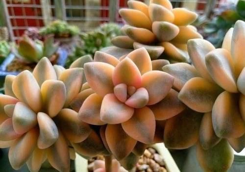  出状态|2020年多肉界的“4大天王”，冰玉王者归来，美杏锦独领风骚