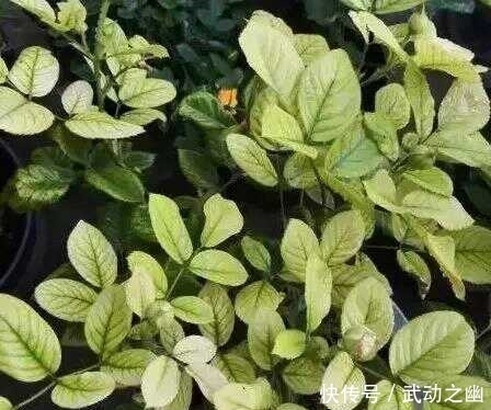 缺水|随着气温升高,月季花的叶子泛黄了,怎么办呢?教你小妙招。