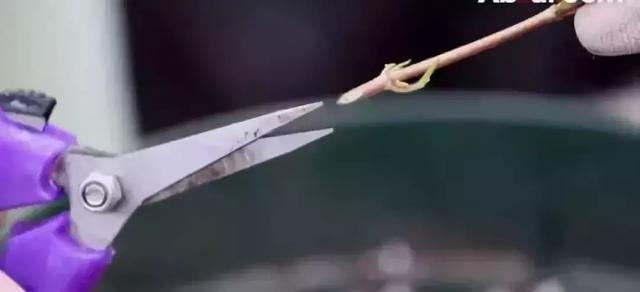 花再好看也别花钱买,浪费!只要随便捡几片叶子,落地就疯长