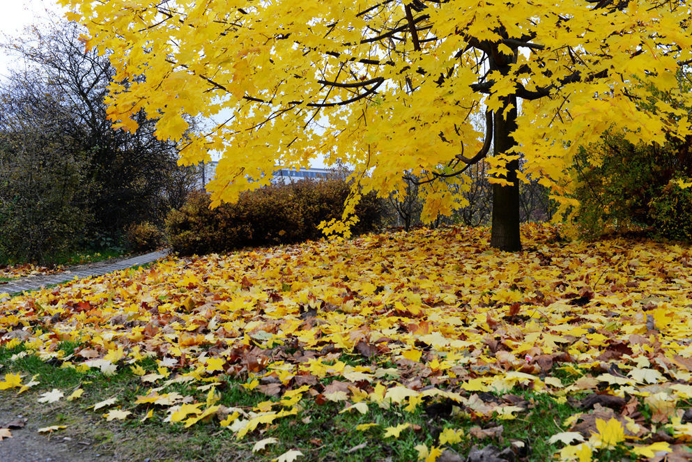 诗词#青衫长叹路漫漫,秋日登高兴未阑杨鑫诗词24首
