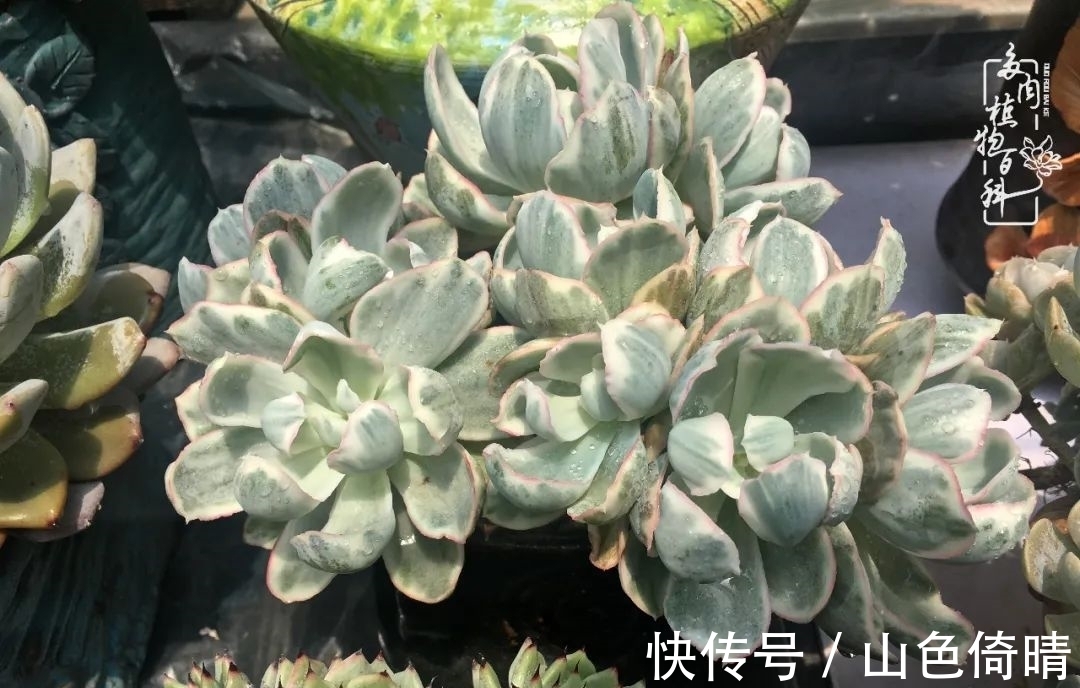 我与多肉植物百科的398天离别又重逢!