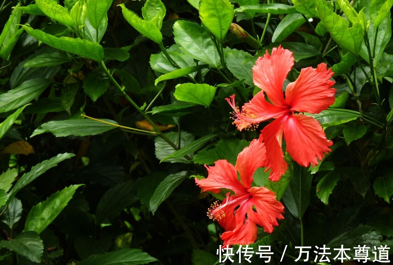 养花试试这几款,花朵像一个个小小的风铃,洁白透明